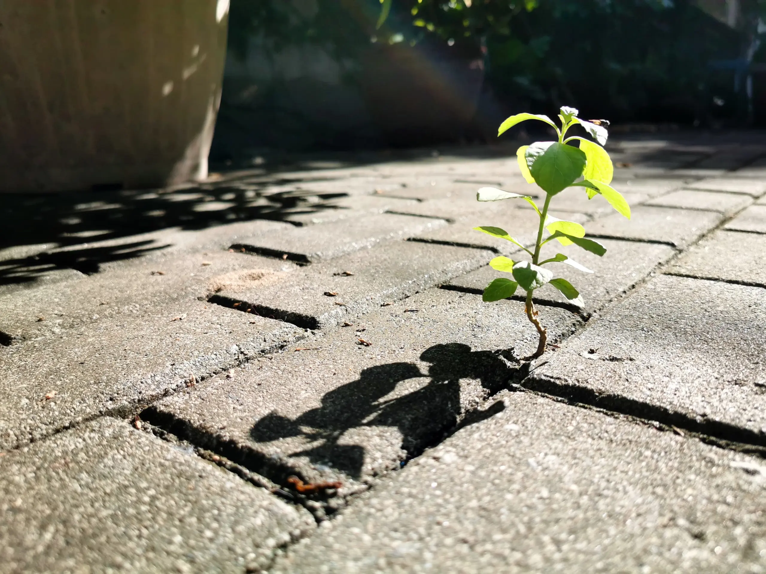 A vibrant green seedling pushes its way up through a patch of dry, cracked gray concrete or soil, symbolizing growth, progress, and resilience against difficult conditions.