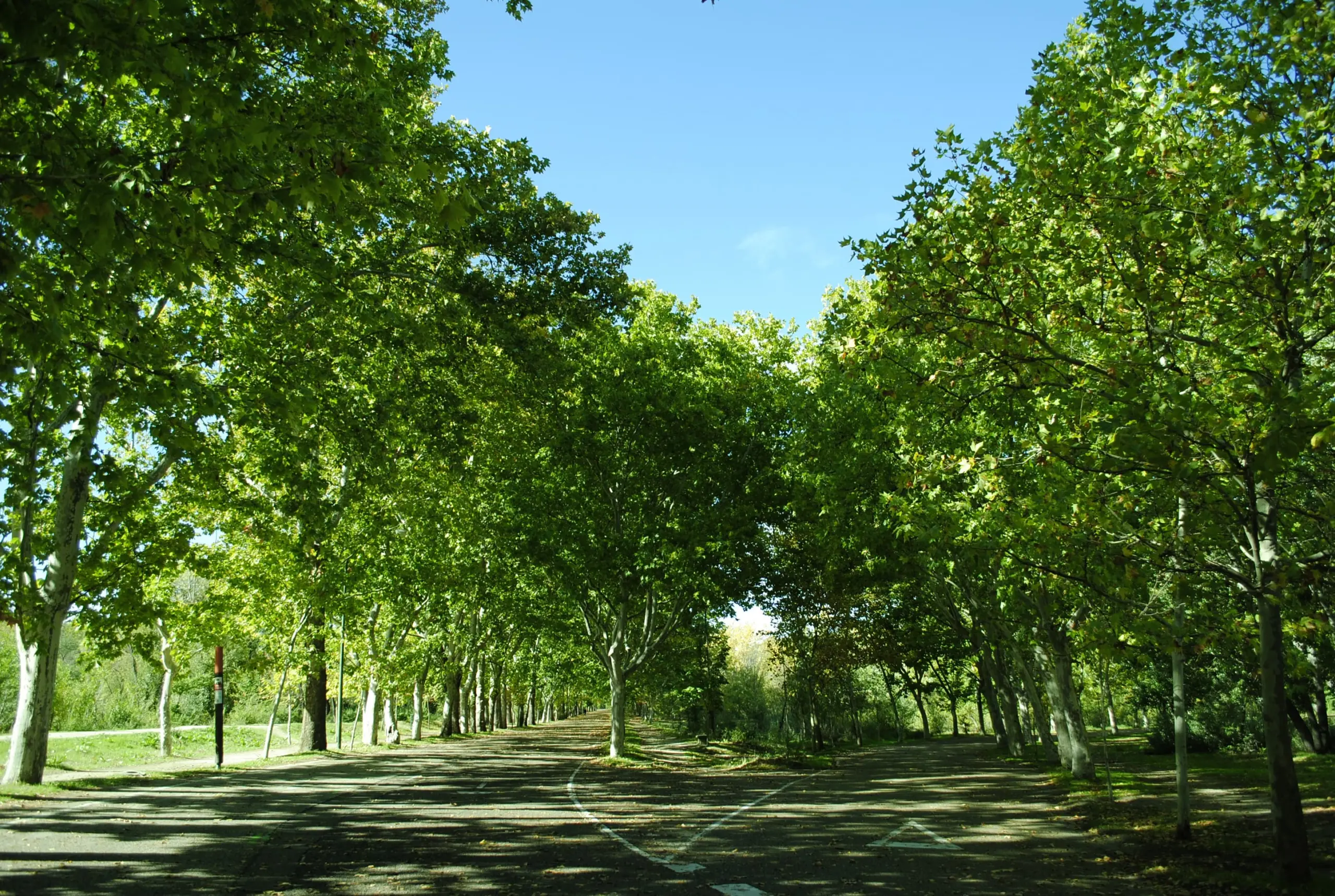 Visualizing the difference between sobriety and true recovery as two diverging paths